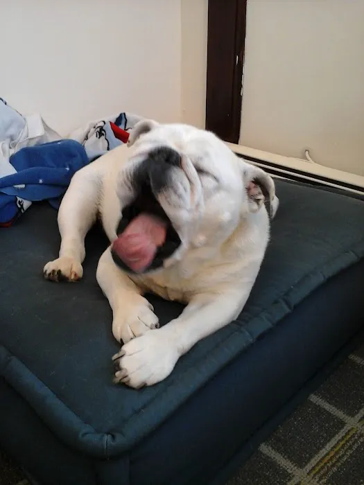Bulldog Tattoo 0