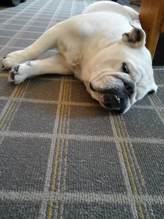Bulldog Tattoo 5
