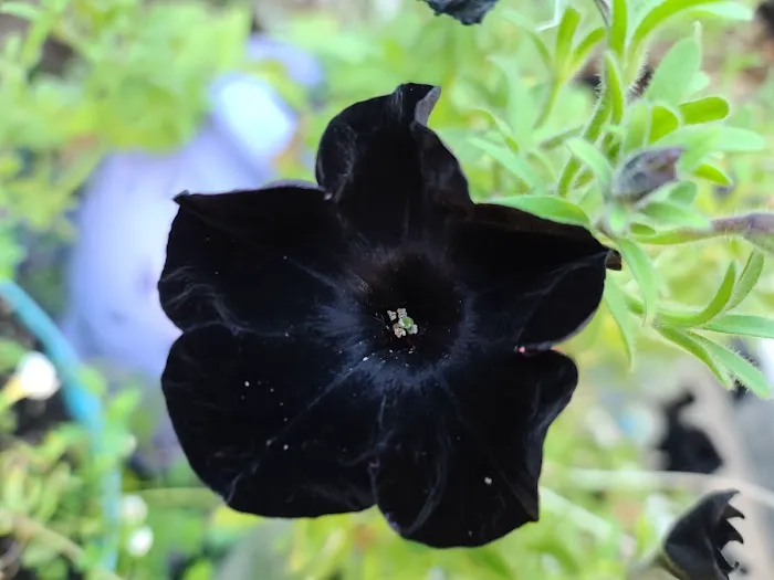 Black Rose Tattoo And Piercing 8