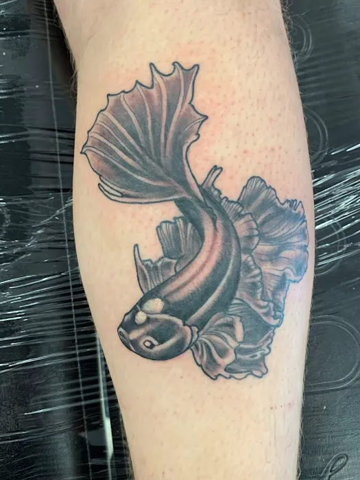 Stray Cat Tattoo 7